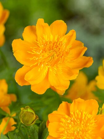 Trollius chinensis 'Golden Queen' geen maat specificatie 0,55L/P9cm - afbeelding 1