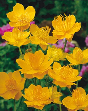 Trollius chinensis 'Golden Queen' geen maat specificatie 0,55L/P9cm - afbeelding 2
