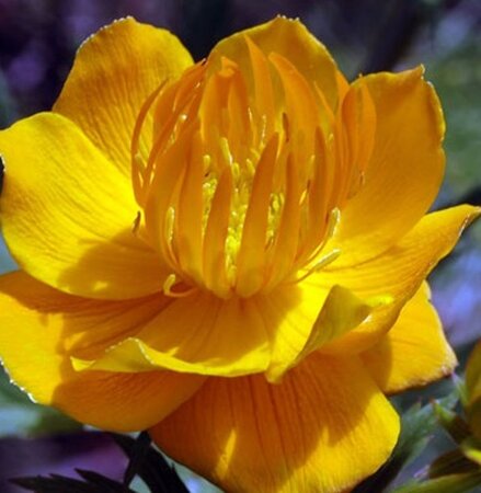 Trollius chinensis 'Golden Queen' geen maat specificatie 0,55L/P9cm - afbeelding 3