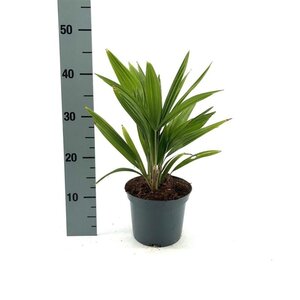 Trachycarpus fortunei 25-30 cm cont. 2,0L