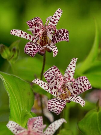 Tricyrtis hirta geen maat specificatie 0,55L/P9cm - afbeelding 1