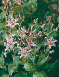 Tricyrtis hirta geen maat specificatie 0,55L/P9cm - afbeelding 2