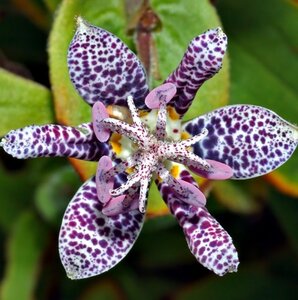 Tricyrtis hirta geen maat specificatie 0,55L/P9cm - afbeelding 4