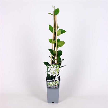 Trachelospermum jasminoides 70 cm vierkant 2L - afbeelding 2