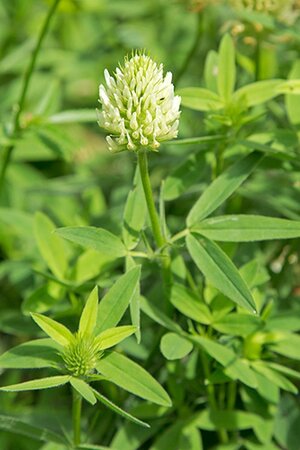 Trifolium ochroleucon geen maat specificatie 0,55L/P9cm - afbeelding 1