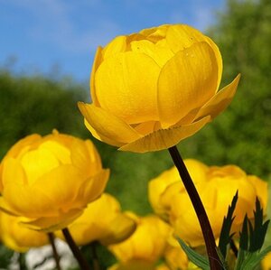 Trollius europaeus geen maat specificatie 0,55L/P9cm - afbeelding 7