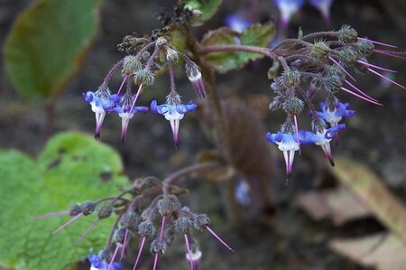 Trachystemon orientalis geen maat specificatie 0,55L/P9cm - afbeelding 3