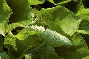 Trachystemon orientalis geen maat specificatie 0,55L/P9cm