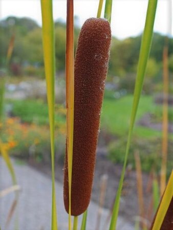 Typha angustifolia geen maat specificatie 0,55L/P9cm - afbeelding 2