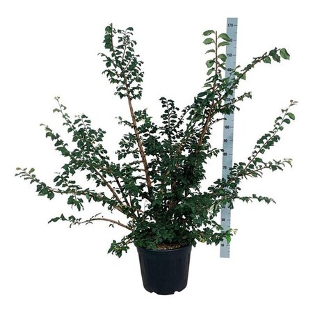 Ulmus minor suberosa 125-150 cm cont. 30L - afbeelding 1