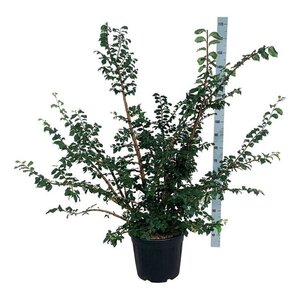 Ulmus minor suberosa 125-150 cm cont. 30L