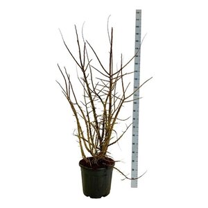 Ulmus minor suberosa 125-150 cm cont. 30L - afbeelding 4