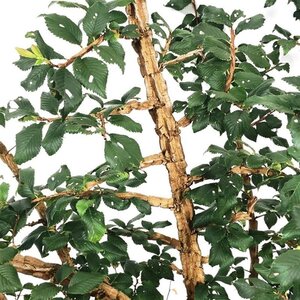 Ulmus minor suberosa 125-150 cm cont. 30L - afbeelding 5