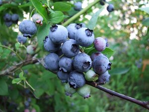 Vaccinium c. 'Bluejay' 70 cm vierkant 2L