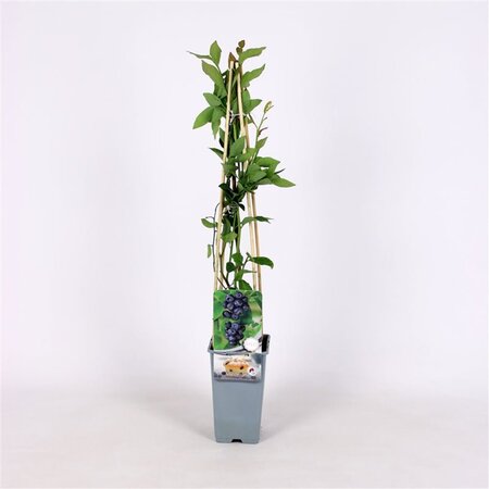 Vaccinium c. 'Jersey' 70 cm vierkant 2L - afbeelding 3