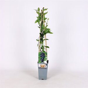 Vaccinium c. 'Jersey' 70 cm vierkant 2L - image 3