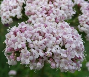 Valeriana officinalis geen maat specificatie 0,55L/P9cm
