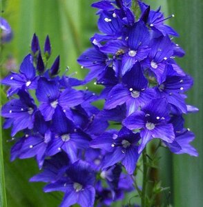 Veronica austr. 'Knallblau' geen maat specificatie 0,55L/P9cm