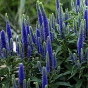 Veronica austr. 'Royal Blue' geen maat specificatie 0,55L/P9cm
