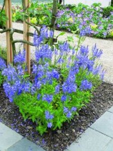 Veronica austr. 'Shirley Blue' geen maat specificatie 0,55L/P9cm - afbeelding 2