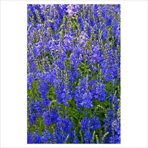 Veronica austr. 'Shirley Blue' geen maat specificatie 0,55L/P9cm - afbeelding 3