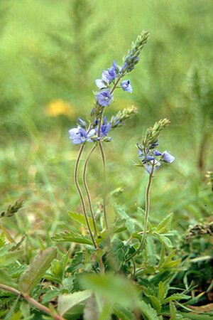 Veronica austriaca teucrium geen maat specificatie 0,55L/P9cm