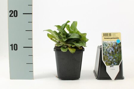 Veronica gentianoides geen maat specificatie 0,55L/P9cm