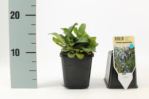 Veronica gentianoides geen maat specificatie 0,55L/P9cm