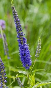 Veronica longif. 'Blauriesin' geen maat specificatie 0,55L/P9cm