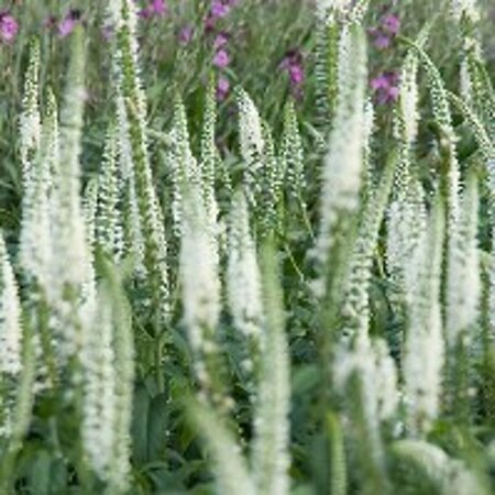 Veronica longif. 'Schneeriesin' geen maat specificatie 0,55L/P9cm - afbeelding 2