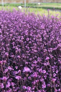 Verbena officinalis 'Bampton' geen maat specificatie 0,55L/P9cm