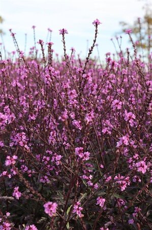 Verbena officinalis 'Bampton' geen maat specificatie 0,55L/P9cm - afbeelding 3