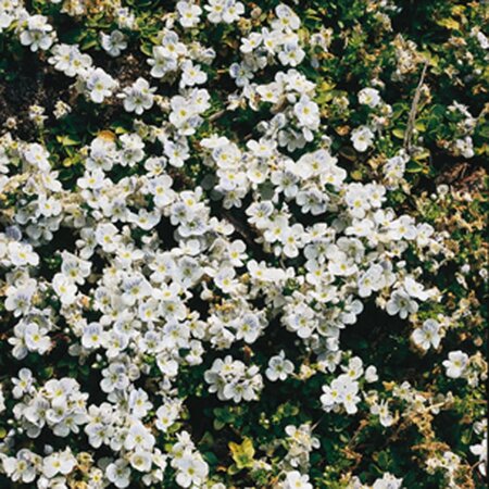 Veronica repens geen maat specificatie 0,55L/P9cm - afbeelding 2