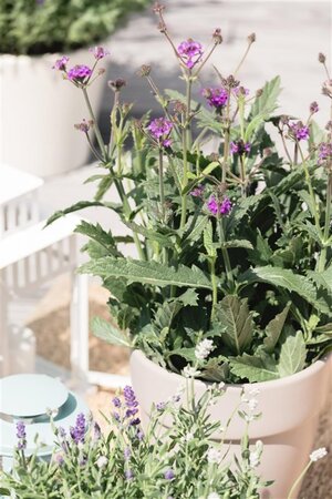 Verbena rigida geen maat specificatie 0,55L/P9cm - afbeelding 1