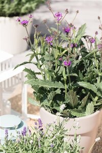 Verbena rigida geen maat specificatie 0,55L/P9cm