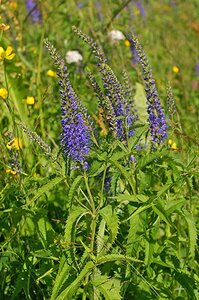 Veronica longifolia geen maat specificatie 0,55L/P9cm - afbeelding 5