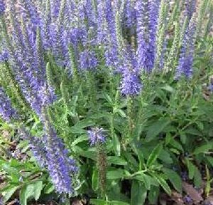 Veronica spic. 'Nana Blauteppich' geen maat specificatie 0,55L/P9cm