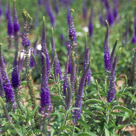 Veronica spicata geen maat specificatie 0,55L/P9cm - afbeelding 1
