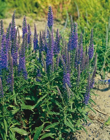 Veronica spicata geen maat specificatie 0,55L/P9cm - afbeelding 2