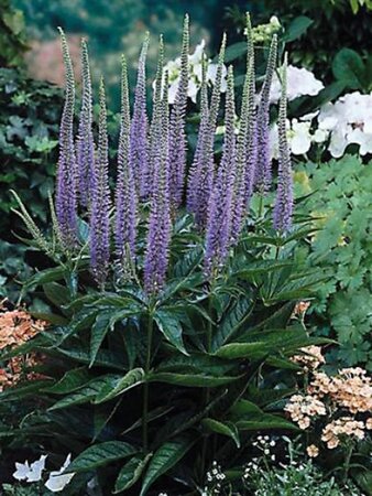 Veronica spic. 'Ulster Dwarf Blue' geen maat specificatie 0,55L/P9cm - afbeelding 3