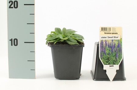 Veronica spic. 'Ulster Dwarf Blue' geen maat specificatie 0,55L/P9cm - afbeelding 5