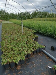 Veronica spic. 'Ulster Dwarf Blue' geen maat specificatie 0,55L/P9cm