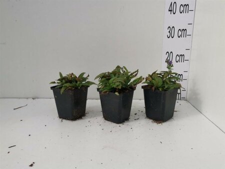 Veronica spic. 'Ulster Dwarf Blue' geen maat specificatie 0,55L/P9cm - afbeelding 2