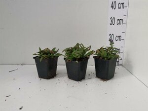 Veronica spic. 'Ulster Dwarf Blue' geen maat specificatie 0,55L/P9cm - afbeelding 2