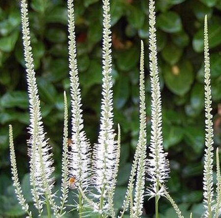 Veronicastrum virg. 'Album' geen maat specificatie 0,55L/P9cm - afbeelding 4