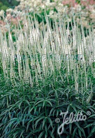 Veronicastrum virg. 'Album' geen maat specificatie 0,55L/P9cm - afbeelding 3