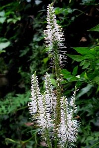 Veronicastrum virg. 'Album' geen maat specificatie 0,55L/P9cm