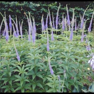 Veronicastrum virg. 'Apollo' geen maat specificatie 0,55L/P9cm