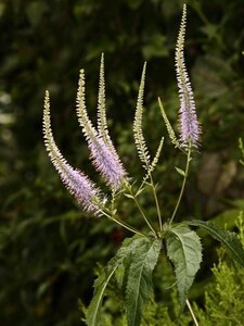 Veronicastrum virg. 'Fascination' geen maat specificatie 0,55L/P9cm