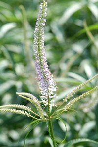 Veronicastrum virg. 'Fascination' geen maat specificatie 0,55L/P9cm - afbeelding 5